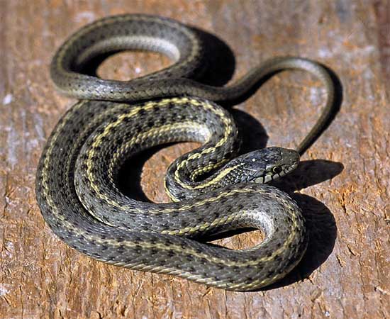 Thamnophis elegans vagrans - Wandering Gartersnake - snake species | gveli | გველი