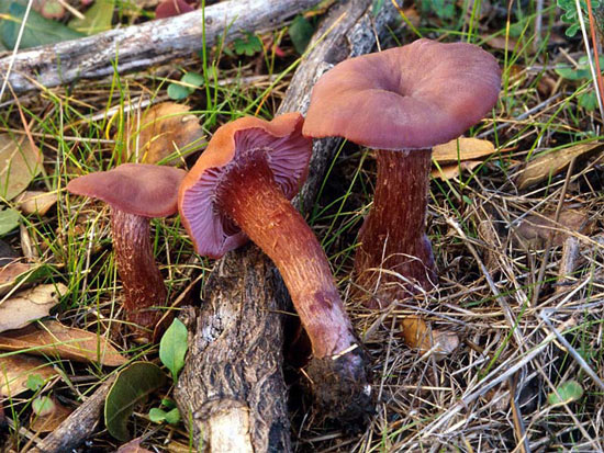 Laccaria amethysteo-occidentalis - Mushroom Species Images