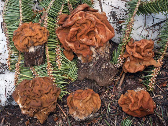 Gyromitra gigas: Gyromitra montana - Fungi species | sokos jishebi | სოკოს ჯიშები