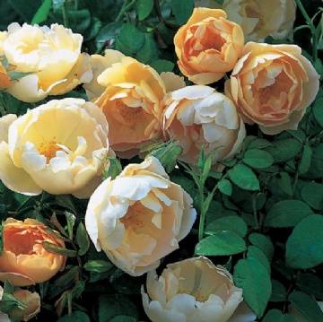 Comte de Champagne - Rose Varieties | VARDI | ვარდი                                                                                                                