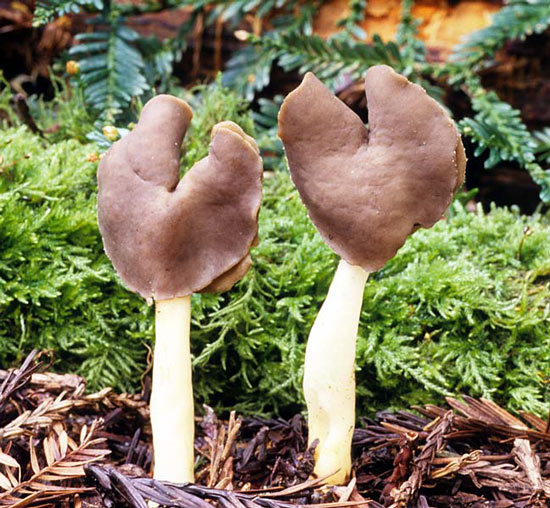 Helvella compressa - Mushroom Species Images
