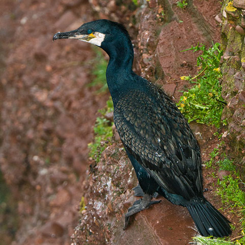 Great Cormorant - Bird Species | Frinvelis jishebi | ფრინველის ჯიშები