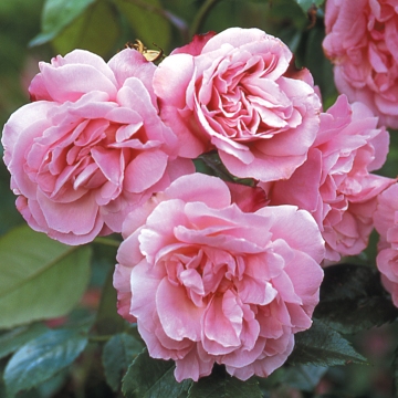 Old Blush China - Rose Varieties | VARDI | ვარდი                                                                                                                