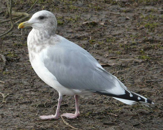 Thayer's Gull - Bird Species | Frinvelis jishebi | ფრინველის ჯიშები