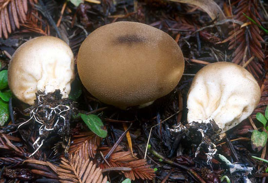 Morganella pyriformis - Mushroom Species Images