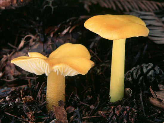 Hygrocybe flavescens - Fungi species | sokos jishebi | სოკოს ჯიშები
