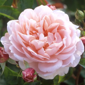 Wildeve - Rose Varieties | VARDI | ვარდი                                                                                                                