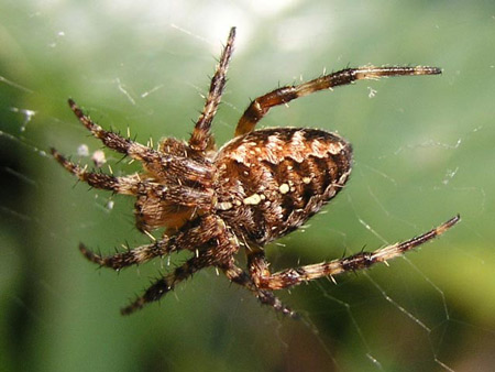 Garden Spider - Spider species | OBOBAS JISHEBI | ობობას ჯიშები