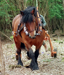 Ardennes 3 - horse Breeds | ცხენის ჯიშები| cxenis jishebi