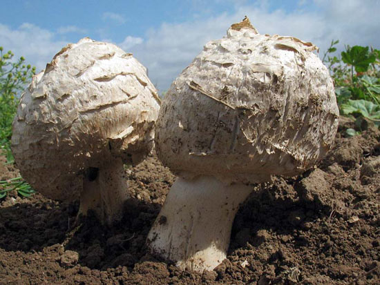Longula texensis - Mushroom Species Images