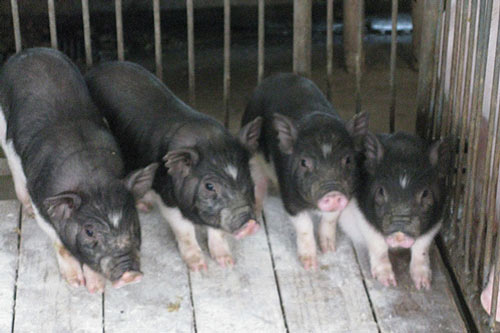Wuzhishan - pig breeds | goris jishebi | ღორის ჯიშები