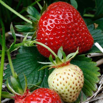 Cupid - Strawberry Varieties