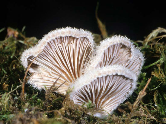 Schizophyllum commune - Fungi species | sokos jishebi | სოკოს ჯიშები