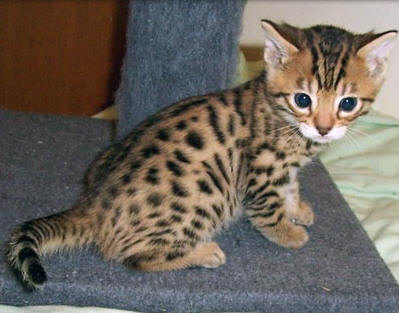 Bengal 1 - cat Breeds | კატის ჯიშები | katis jishebi