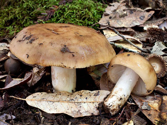 Russula laurocerasi - Mushroom Species Images