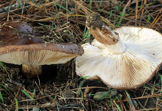 Tricholoma fracticum - Fungi species | sokos jishebi | სოკოს ჯიშები