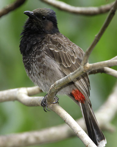 Red-vented Bulbul - Bird Species | Frinvelis jishebi | ფრინველის ჯიშები