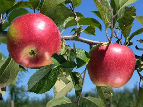 Freedom - Apple Varieties