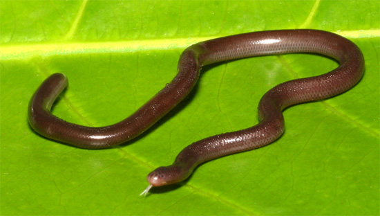 Ramphotyphlops braminus - Brahminy Blindsnake - snake species | gveli | გველი