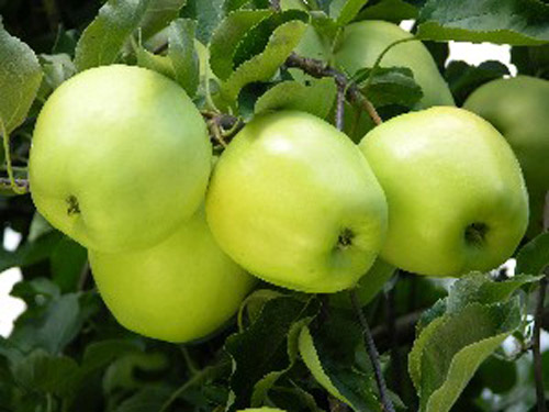 Ginger Gold - Apple Varieties