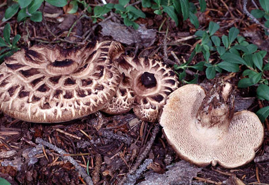 Sarcodon imbricatus - Fungi species | sokos jishebi | სოკოს ჯიშები