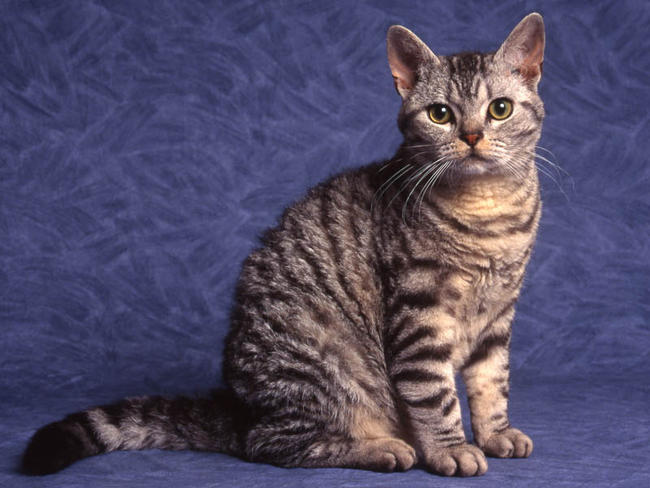American Wirehair 1 - cat Breeds | კატის ჯიშები | katis jishebi