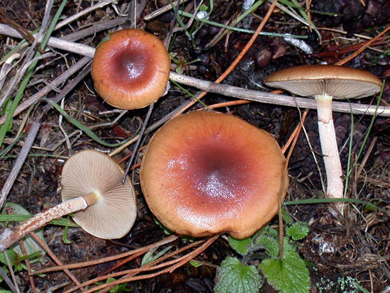 Pholiota velaglutinosa - Fungi species | sokos jishebi | სოკოს ჯიშები