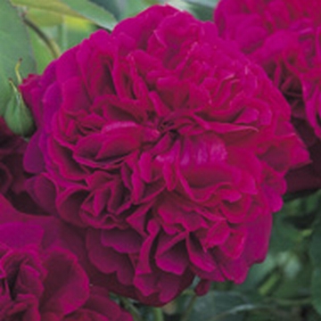 William Shakespeare 2000 - Own Root - Rose Varieties | VARDI | ვარდი                                                                                                                