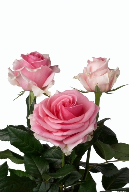 Graceful - Rose Varieties | VARDI | ვარდი                                                                                                                
