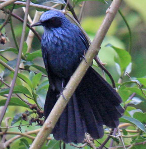 Blue Mockingbird - Bird Species | Frinvelis jishebi | ფრინველის ჯიშები