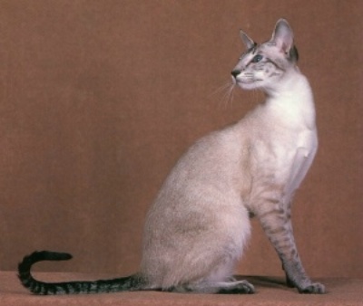 Colorpoint Shorthair - cat Breeds | კატის ჯიშები | katis jishebi