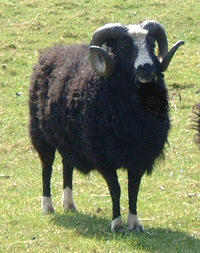 Balwen Welsh Mountain