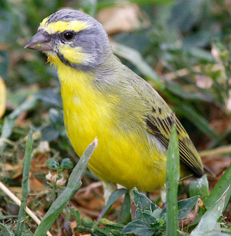 Yellow-fronted Canary - Bird Species | Frinvelis jishebi | ფრინველის ჯიშები