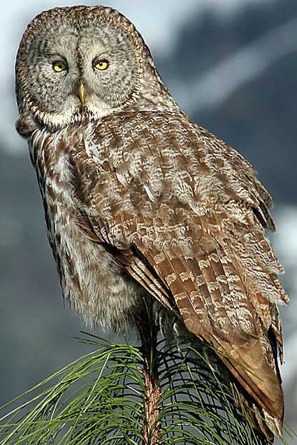 Great Gray Owl - Bird Species | Frinvelis jishebi | ფრინველის ჯიშები
