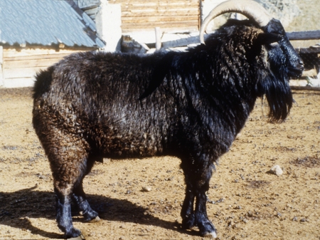 Altai Mountain goat - goats Breeds | txis jishebi | თხის ჯიშები