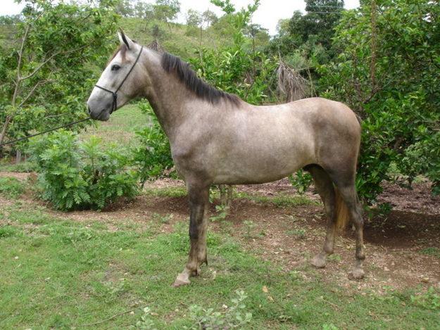 Mangalarga 3 - horse Breeds | ცხენის ჯიშები| cxenis jishebi