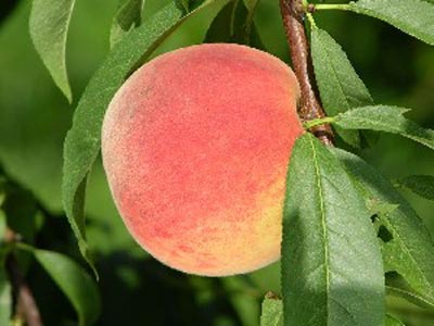 Raritan Rose - Peach Varieties