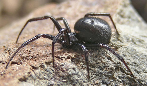 False Widow - Steatoda grossa - Spider species | OBOBAS JISHEBI | ობობას ჯიშები