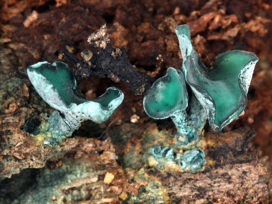 Chlorociboria aeruginascens - Fungi species | sokos jishebi | სოკოს ჯიშები