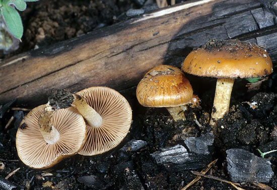 Pholiota highlandensis - Fungi species | sokos jishebi | სოკოს ჯიშები