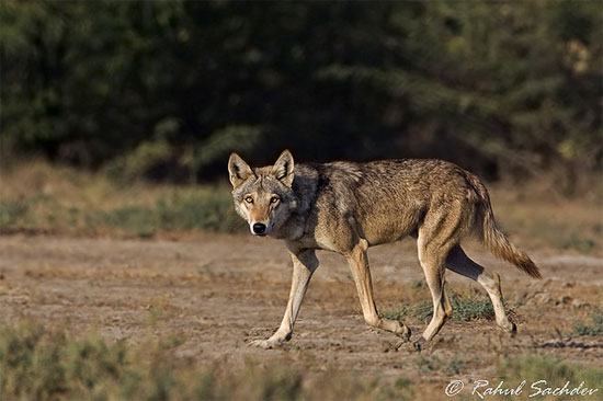 The Indian Wolf - wolf species | mglis jishebi | მგლის ჯიშები