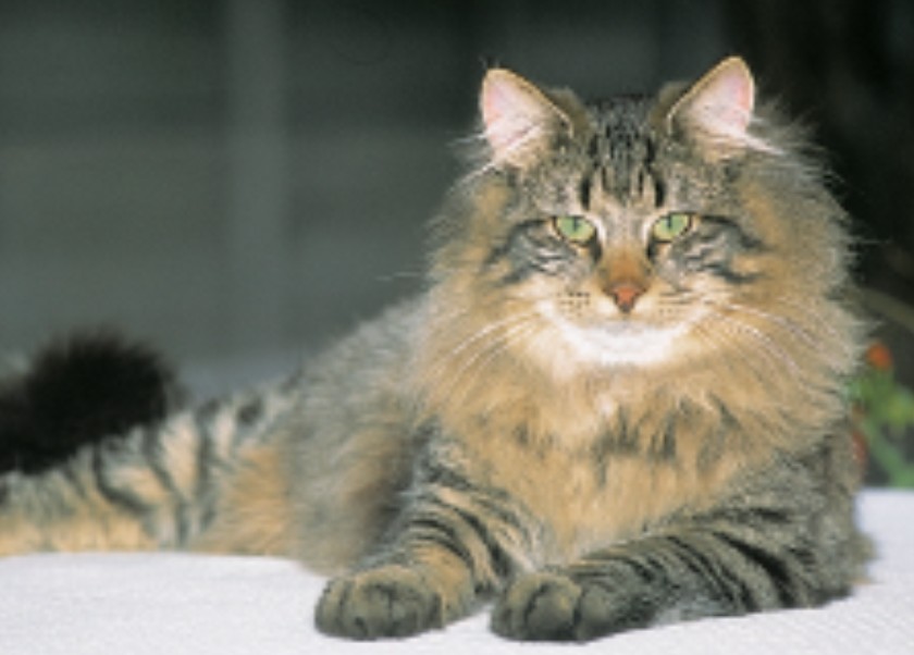 კატა Norwegian Forest Cat - ის სურათი