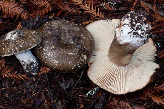 Russula dissimulans - Mushroom Species Images