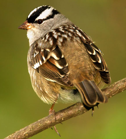 White-crowned Sparrow - Bird Species | Frinvelis jishebi | ფრინველის ჯიშები
