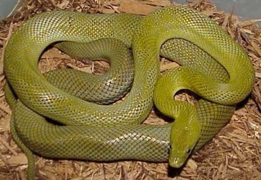 GREEN RATSNAKE  Senticolis triaspis - snake species | gveli | გველი
