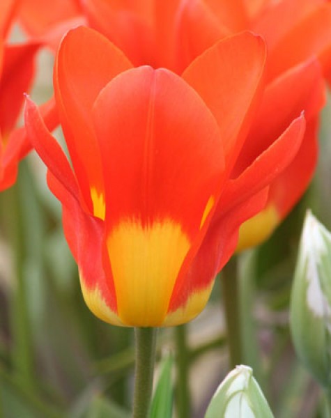 Juan -                                                         Species Tulip| TITA | ტიტა                                                        