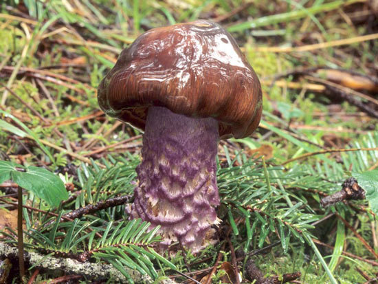 Cortinarius vanduzerensis - Fungi species | sokos jishebi | სოკოს ჯიშები