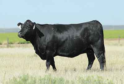 Irish Black - COW BREEDS | DZROXIS JISHEBI | ძროხის ჯიშები