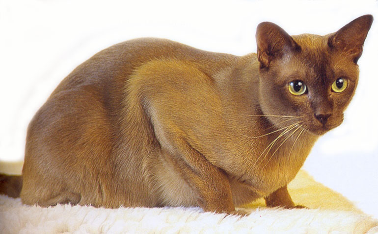 Burmese 2 - cat Breeds | კატის ჯიშები | katis jishebi