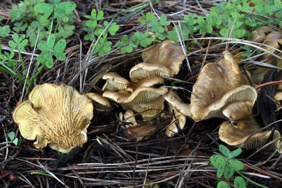 Tapinella panuoides - Mushroom Species Images